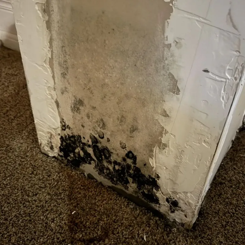 Professional Mold Removal in Trenton, NE